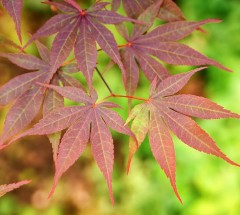 Acer Palmatum 'Yezonishiki'